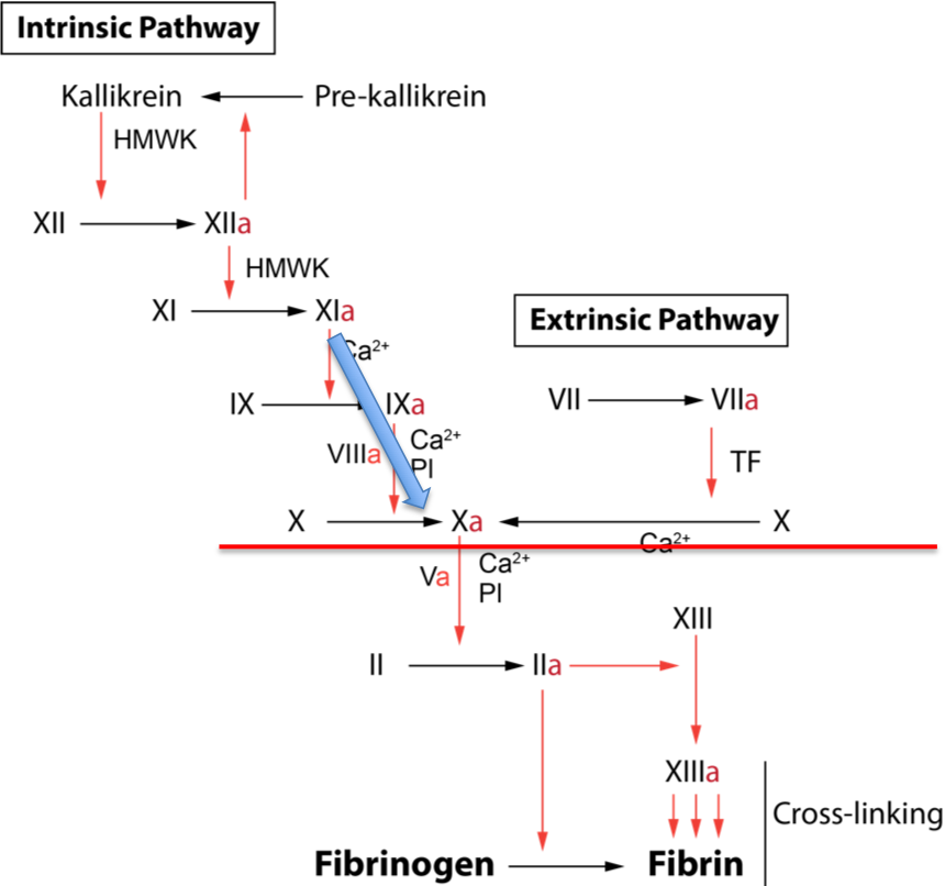 2-stage Factor VIII assay - schematic showing Coagulation Cascade